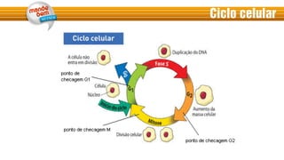 Ciclo celular
 
