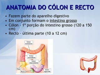 ANATOMIA DO CÓLON E RECTO Fazem parte do aparelho digestivo Em conjunto formam o  intestino grosso Cólon – 1ª porção do intestino grosso (120 a 150 cm) Recto – última parte (10 a 12 cm) 