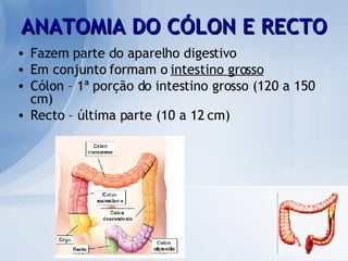 ANATOMIA DO CÓLON E RECTO Fazem parte do aparelho digestivo Em conjunto formam o  intestino grosso Cólon – 1ª porção do intestino grosso (120 a 150 cm) Recto – última parte (10 a 12 cm) 