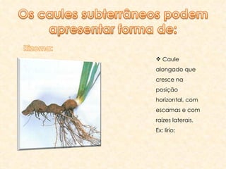 Caule alongado que cresce na posição horizontal, com escamas e com raízes laterais. Ex: lírio; 