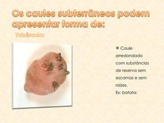 Caule arredondado com substâncias de reserva sem escamas e sem raízes. Ex: batata; 