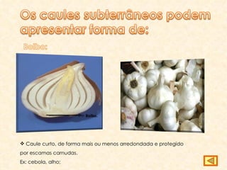 Caule curto, de forma mais ou menos arredondada e protegido por escamas carnudas. Ex: cebola, alho; Bolbo. 