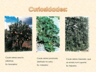 Caule aéreo erecto (direitos). Ex: laranjeira; Caule aéreo prostrado (deitado no solo). Ex: meloeiro; Caule aéreo trepador, que se enrola num suporte. Ex: feijoeiro; 