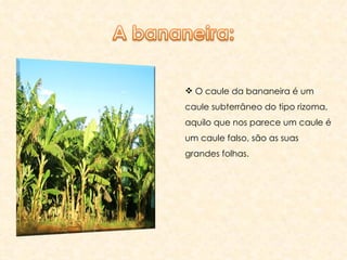 O caule da bananeira é um caule subterrâneo do tipo rizoma, aquilo que nos parece um caule é um caule falso, são as suas grandes folhas. 