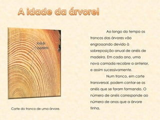 Corte do tronco de uma árvore. Ao longo do tempo os troncos das árvores vão engrossando devido à sobreposição anual de anéis de madeira. Em cada ano, uma nova camada recobre a anterior, e assim sucessivamente. Num tronco, em corte transversal, podem contar-se os anéis que se foram formando. O número de anéis corresponde ao número de anos que a árvore tinha. 