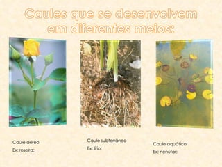 Caule subterrâneo  Ex: lírio; Caule aéreo  Ex: roseira; Caule aquático  Ex: nenúfar; 