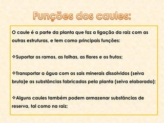 O caule é a parte da planta que faz a ligação da raiz com as outras estruturas, e tem como principais funções: Suportar os ramos, as folhas, as flores e os frutos; Transportar a água com os sais minerais dissolvidos (seiva bruta)e as substâncias fabricadas pela planta (seiva elaborada); Alguns caules também podem armazenar substâncias de reserva, tal como na raiz; 