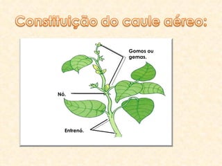 Gomos ou gemas. Nó. Entrenó. 