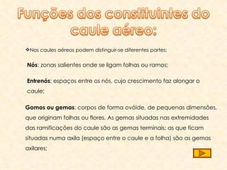 Gomos ou gemas : corpos de forma ovóide, de pequenas dimensões, que originam folhas ou flores. As gemas situadas nas extremidades das ramificações do caule são as gemas terminais; as que ficam situadas numa axila (espaço entre o caule e a folha) são as gemas axilares; Entrenós : espaços entre os nós, cujo crescimento faz alongar o caule; Nós : zonas salientes onde se ligam folhas ou ramos; Nos caules aéreos podem distinguir-se diferentes partes: 