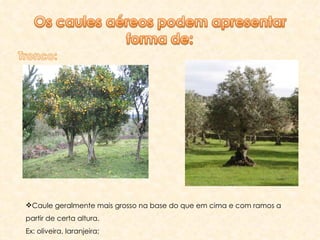 Caule geralmente mais grosso na base do que em cima e com ramos a partir de certa altura. Ex: oliveira, laranjeira; 