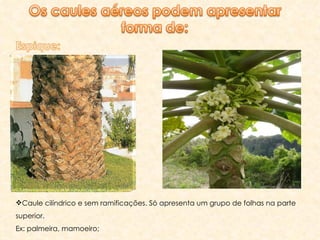 Caule cilíndrico e sem ramificações. Só apresenta um grupo de folhas na parte superior. Ex: palmeira, mamoeiro; 