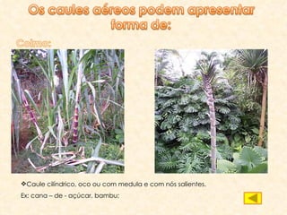 Caule cilíndrico, oco ou com medula e com nós salientes. Ex: cana – de - açúcar, bambu; 