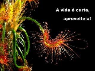 A vida é curta,  aproveite-a! 