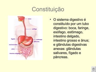 Constituição O sistema digestivo é constituído por um tubo digestivo: boca, faringe, esófago, estômago, intestino delgado, intestino grosso e ânus; e glândulas digestivas anexas: glândulas salivares, fígado e pâncreas. 