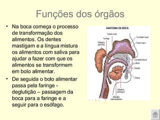 Funções dos órgãos Na boca começa o processo de transformação dos alimentos. Os dentes mastigam e a língua mistura os alimentos com saliva para ajudar a fazer com que os alimentos se transformem em bolo alimentar.  De seguida o bolo alimentar passa pela faringe - deglutição – passagem da boca para a faringe e a seguir para o esófago. 