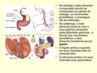 No esófago o bolo alimentar é empurrado devido às contracções da parede do esófago, os movimentos peristálticos, e prossegue até ao estômago. No estômago, o bolo alimentar junta-se com o suco gástrico produzido pelas glândulas gástricas , e devido aos movimentos peristálticos o bolo alimentar transforma-se em  quimo . O fígado produz e guarda um suco chamado bílis na vesícula biliar. O pâncreas produz um suco chamado suco pancreático. 