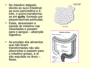 No intestino delgado, devido ao suco intestinal, ao suco pancreático e á bílis, o quimo transforma-se em  quilo , formado por pequeníssimas partículas.  Estas, atravessam a parede do intestino nas vilosidades e passam para o sangue – absorção digestiva. As porções dos alimentos que não foram transformadas não são absorvidas e passam para o intestino grosso, e aí são expulsas no ânus – fezes. 