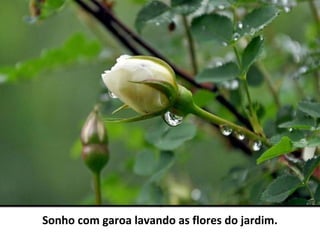 Sonho com garoa lavando as flores do jardim.
 