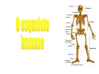 O esqueleto  humano 