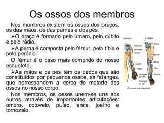 Os ossos dos membros Nos membros existem os ossos dos braços, os das mãos, os das pernas e dos pés.  O braço é formado pelo úmero, pelo cúbito e pelo rádio.  A perna é composta pelo fémur, pela tíbia e pelo perónio. O fémur é o osso mais comprido do nosso esqueleto.  As mãos e os pés têm os dedos que são constituídos por pequenos ossos, as falanges, que correspondem a cerca de metade dos ossos no nosso corpo. Nos membros, os ossos unem-se uns aos outros através de importantes articulações: ombro, cotovelo, pulso, anca, joelho e tornozelo. 
