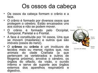 Os ossos da cabeça Os ossos da cabeça formam o crânio e a face. O crânio é formado por diversos ossos que protegem o cérebro. Estão encaixados uns aos outros e não se podem mover. O crânio é formado pelo Occipital, Temporal, Parietal e o Frontal. A face é constituída por 14 ossos. Uns que se movem (maxilares) e outros que são imóveis (ossos do nariz). O  crâneo  ou  crânio  é um invólucro de tecidos mais ou menos rígidos que, nos animais do clade Craniata (a que pertencem os vertebrados e outros de filogenia próxima), envolve o cérebro, os órgãos do olfacto, da visão, o ouvido interno e serve de suporte aos órgãos externos dos aparelhos respiratório e digestivo. 