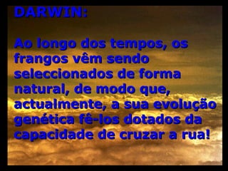 DARWIN: Ao longo dos tempos, os frangos vêm sendo seleccionados de forma natural, de modo que, actualmente, a sua evolução genética fê-los dotados da capacidade de cruzar a rua! 