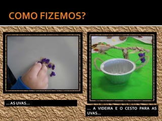 … AS UVAS…
… A VIDEIRA E O CESTO PARA AS
UVAS…
 