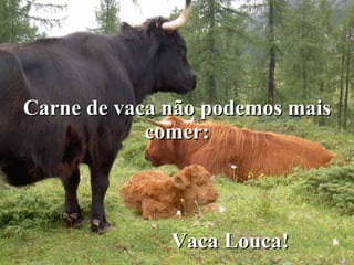 Carne de vaca não podemos mais comer: Vaca Louca! 