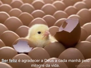 Ser feliz  é agradecer a Deus a cada manhã pelo milagre da vida. 