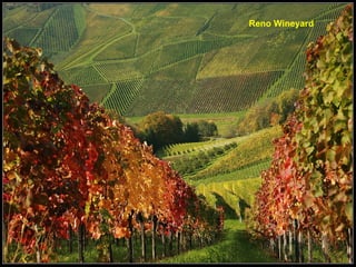 Reno Wineyard 