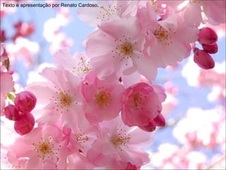Texto e apresentação por Renato Cardoso .  