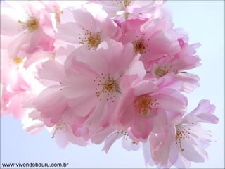 www.vivendobauru.com.br 