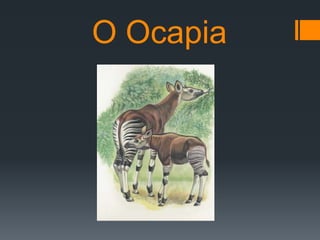 O Ocapia
 