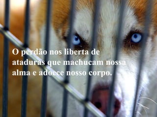O perdão nos liberta de
ataduras que machucam nossa
alma e adoece nosso corpo.
 