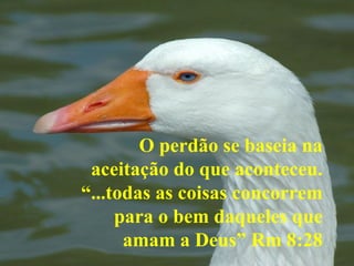 O perdão se baseia na
 aceitação do que aconteceu.
“...todas as coisas concorrem
     para o bem daqueles que
      amam a Deus” Rm 8:28
 