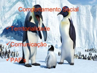 Comportamento Social Territorialidade Comunicação PAF’s 