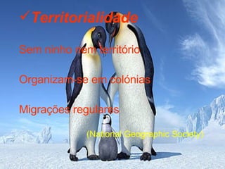 Territorialidade Sem ninho nem território Organizam-se em colónias Migrações regulares  (National Geographic Society) 