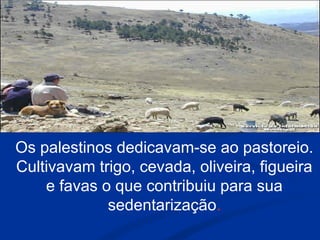 Os palestinos dedicavam-se ao pastoreio.
Cultivavam trigo, cevada, oliveira, figueira
e favas o que contribuiu para sua
sedentarização.
 