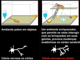 Ambiente pobre em objetos
Célula nervosa no córtexCélula nervosa no córtex
Um ambiente enriquecedor,
que permite os ratos interagir
com os brinquedos em suas
gaiolas, provoca mudanças
anatômicas no córtex cerebral
 