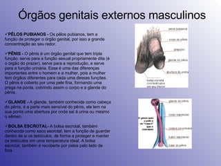 Órgãos genitais externos masculinos PÊLOS PUBIANOS -  Os pêlos pubianos, tem a função de proteger o órgão genital, por isso a grande concentração ao seu redor. PÊNIS -  O pênis é um órgão genital que tem tripla função: serve para a função sexual propriamente dita (é o órgão do prazer), serve para a reprodução, e serve para a função urinária. Essa é uma das diferenças importantes entre o homem e a mulher, pois a mulher tem órgãos diferentes para cada uma dessas funções. O pênis é coberto por uma pele fina, formando uma prega na ponta, cobrindo assim o corpo e a glande do pênis. GLANDE -  A glande, também conhecida como cabeça do pênis, é a parte mais sensível do pênis, ela tem na sua ponta uma abertura por onde sai à urina ou mesmo o sêmen. BOLSA ESCROTAL-  A bolsa escrotal, também conhecida como saco escrotal, tem a função de guardar dentro de si os testículos, de forma a proteger e manter os testículos em uma temperatura ideal. A bolsa escrotal, também é recoberta por pelos pelo lado de fora 