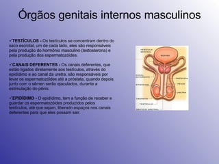 Órgãos genitais internos masculinos TESTÍCULOS -  Os testículos se concentram dentro do saco escrotal, um de cada lado, eles são responsáveis pela produção do hormônio masculino (testosterona) e pela produção dos espermatozóides. CANAIS DEFERENTES -  Os canais deferentes, que estão ligados diretamente aos testículos, através do epidídimo e ao canal da uretra, são responsáveis por levar os espermatozóides até a próstata, quando depois junto com o sêmen serão ejaculados, durante a estimulação do pênis. EPIDÍDIMO -  O epidídimo, tem a função de receber e guardar os espermatozóides produzidos pelos testículos, até que sejam, liberado espaços nos canais deferentes para que eles possam sair. 