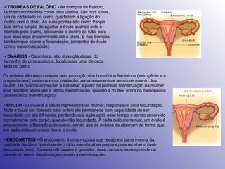 TROMPAS DE FALÓPIO -  As trompas de Falópio, também conhecidas como tuba uterina, são dois tubos, um de cada lado do útero, que fazem a ligação do ovário com o útero. As suas pontas são como franjas que têm a função de agarrar o óvulo quando este é liberado pelo ovário, colocando-o dentro do tubo para que esse seja encaminhado até o útero. É nas trompas também que ocorre a fecundação, (encontro do óvulo com o espermatozóide). OVÁRIOS -  Os ovários, são duas glândulas, do tamanho de uma azeitona, localizadas uma de cada lado do útero. Os ovários são responsáveis pela produção dos hormônios femininos (estrogênio e a progesterona), assim como a produção, armazenamento e amadurecimento dos óvulos. Os ovários começam a trabalhar a partir da primeira menstruação da mulher e se mantêm ativos até a ultima menstruação, quando a mulher entra na menopausa (ausência da menstruação). ÓVULO -  O óvulo é a célula reprodutora da mulher, responsável pela fecundação. Após o óvulo ser liberado pelo ovário ele permanece com capacidade de ser fecundado por até 24 horas, perdendo sua ação após esse tempo e sendo absorvido normalmente pelo corpo, quando não fecundado. A cada ciclo menstrual, um óvulo é amadurecido e liberado pelo ovário, sendo que os ovários de alternam de forma que em cada ciclo um ovário libere o óvulo. ENDOMETRIO -  O endométrio é uma mucosa que recobre a parte interna da cavidade do útero que durante o ciclo menstrual se prepara para receber o óvulo fecundado (ovo). Quando não ocorre a gravidez, essa camada se desprende da parede do útero, dando origem assim a menstruação. 