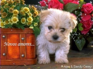 Novos amores... 