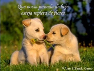 Que nossa jornada de hoje  esteja repleta de flores. 