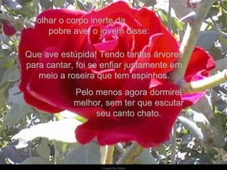 Ao olhar o corpo inerte da  pobre ave, o jovem disse: Pelo menos agora dormirei melhor, sem ter que escutar seu canto chato. Que ave estúpida! Tendo tantas árvores para cantar, foi se enfiar justamente em meio a roseira que tem espinhos. 