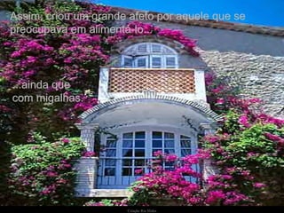 Assim, criou um grande afeto por aquele que se preocupava em alimentá-lo...  ...ainda que com migalhas. 