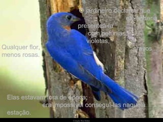 O jardineiro declarou que  ele poderia presenteá-la  com petúnias,  violetas,  cravos... Elas estavam fora de época;  era impossível conseguí-las naquela estação. Qualquer flor, menos rosas. 