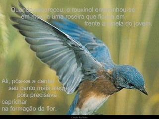Quando escureceu, o rouxinol emaranhou-se  em meio a uma roseira que ficava em  frente a janela do jovem. Ali, pôs-se a cantar  seu canto mais alegre,  pois precisava caprichar  na formação da flor. 