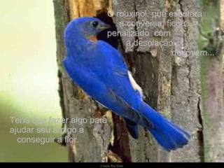 O rouxinol, que escutara  a conversa, ficou  penalizado  com  a desolação  do jovem... Teria que fazer algo para ajudar seu amigo a  conseguir a flor. 