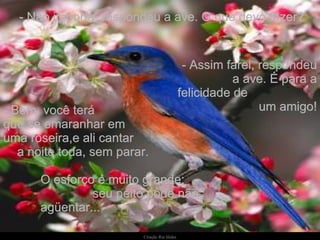 - Não importa, respondeu a ave. O que devo fazer? - Bem, você terá  que se emaranhar em  uma roseira,e ali cantar  a noite toda, sem parar.  - Assim farei, respondeu a ave. É para a felicidade de  um amigo! O esforço é muito grande;  seu peito pode não agüentar... 